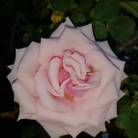 Kilmahon House, P25a973 Shanagarry