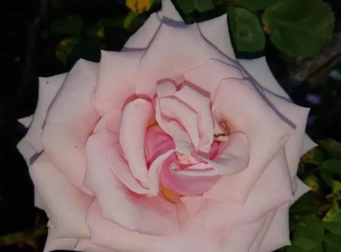 Kilmahon House, P25a973 Shanagarry